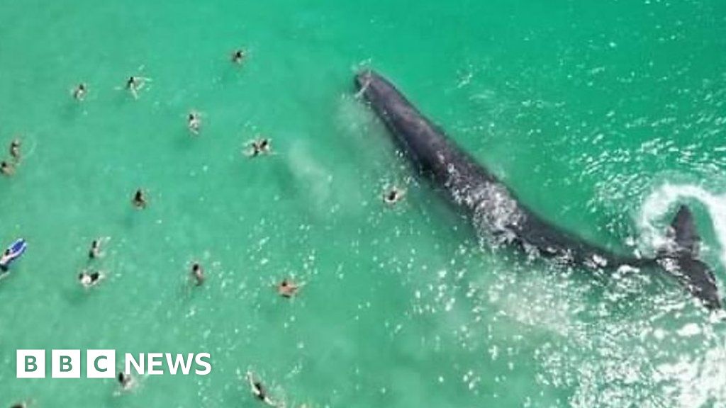 Whale filmed swimming with Australian beachgoers dies after stranding