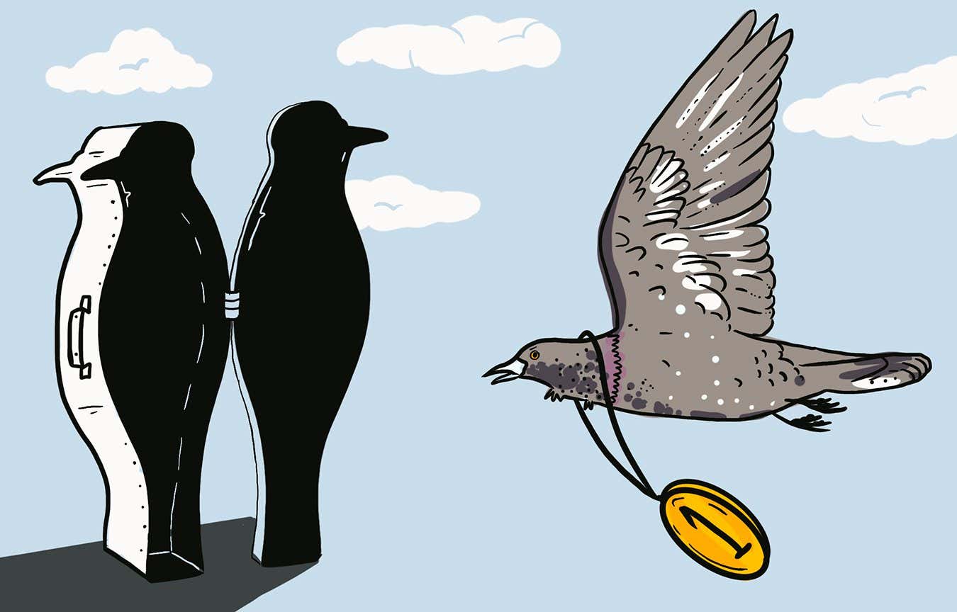 Killing pigeons ‘not in their best interests’, find pigeon ethicists