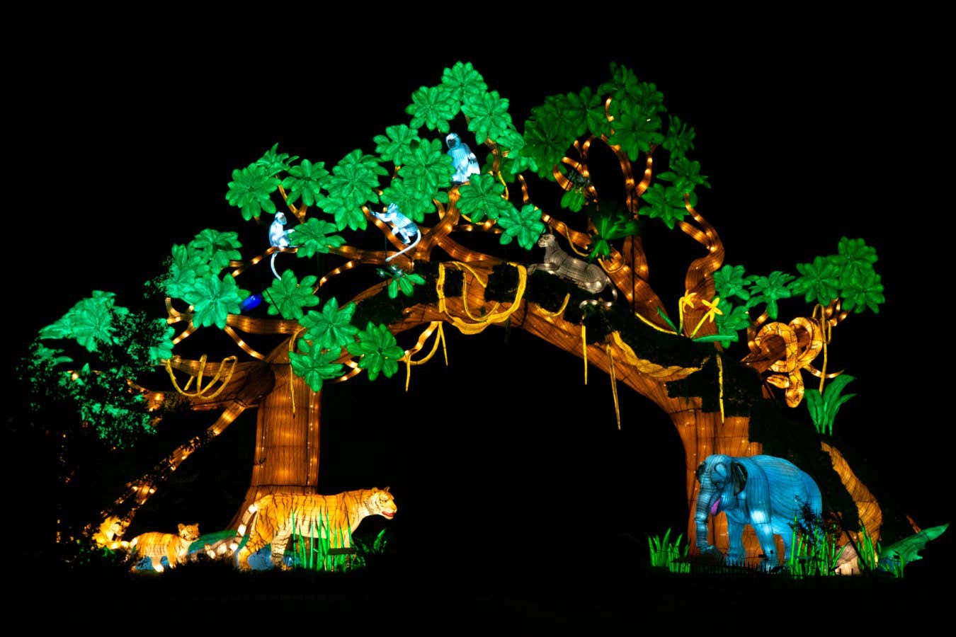 See the world’s tropical forests illuminated in stunning new show