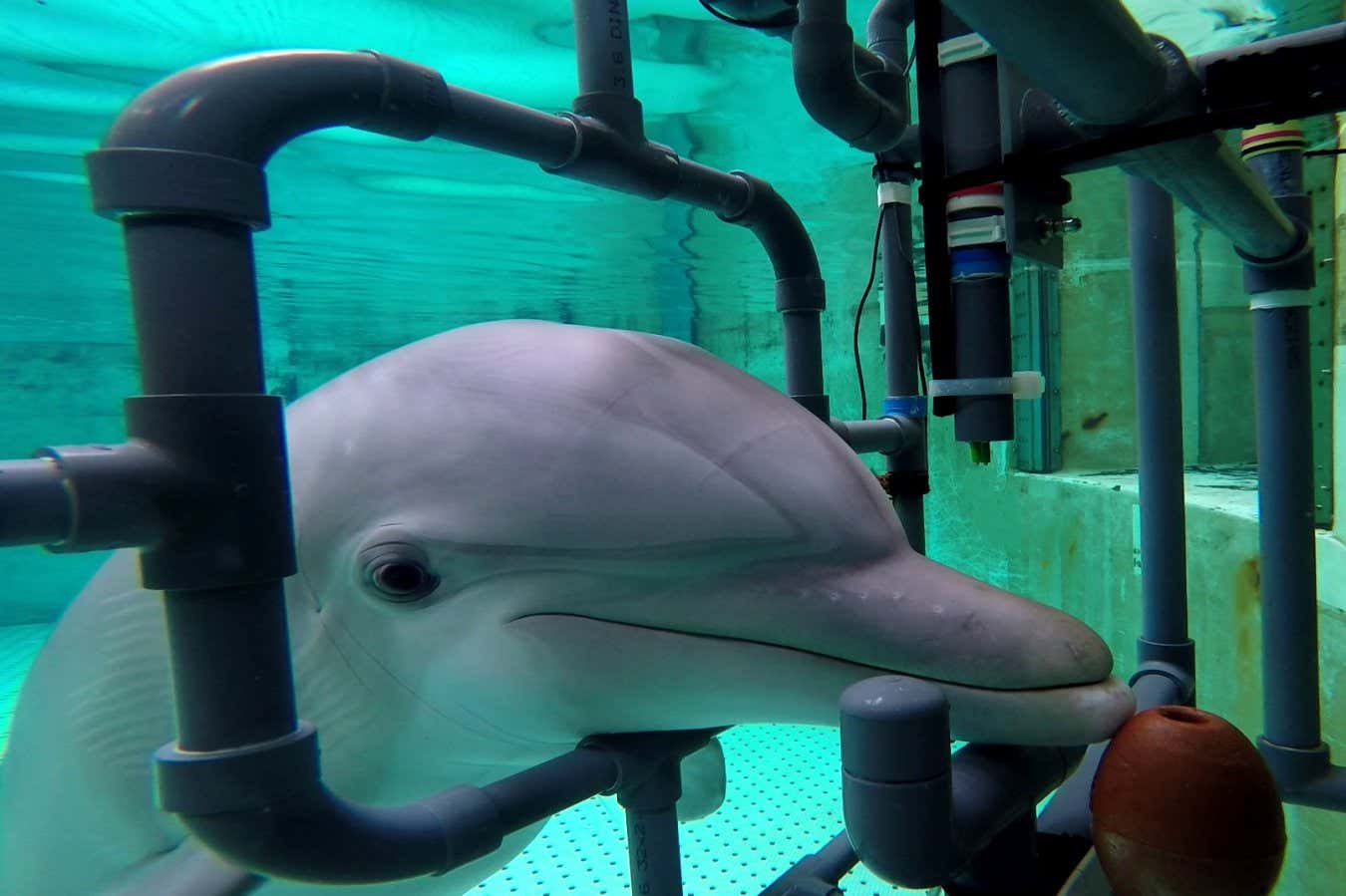 Bottlenose dolphins can sense electric fields with their snouts