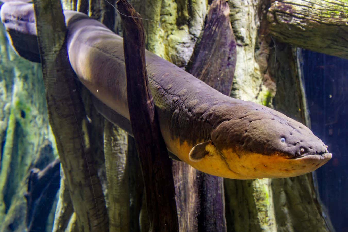 Electric eel zaps can genetically modify other nearby animals