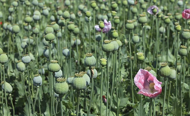 Myanmar Overtakes Afghanistan As World’s Biggest Opium Producer: UN