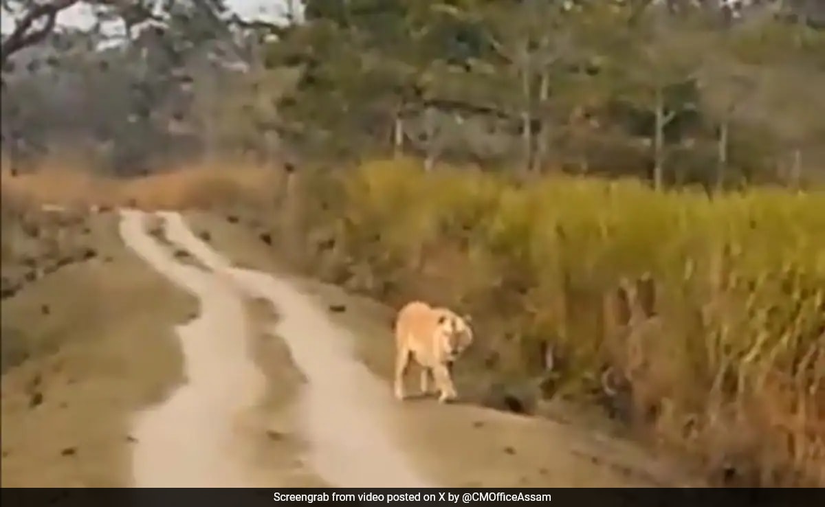 Rare Golden Tiger Spotted In Assam’s Kaziranga National Park