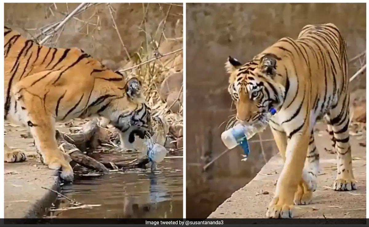Viral Video Shows Tiger Picking Up Plastic Bottle From Waterhole, Internet Speechless