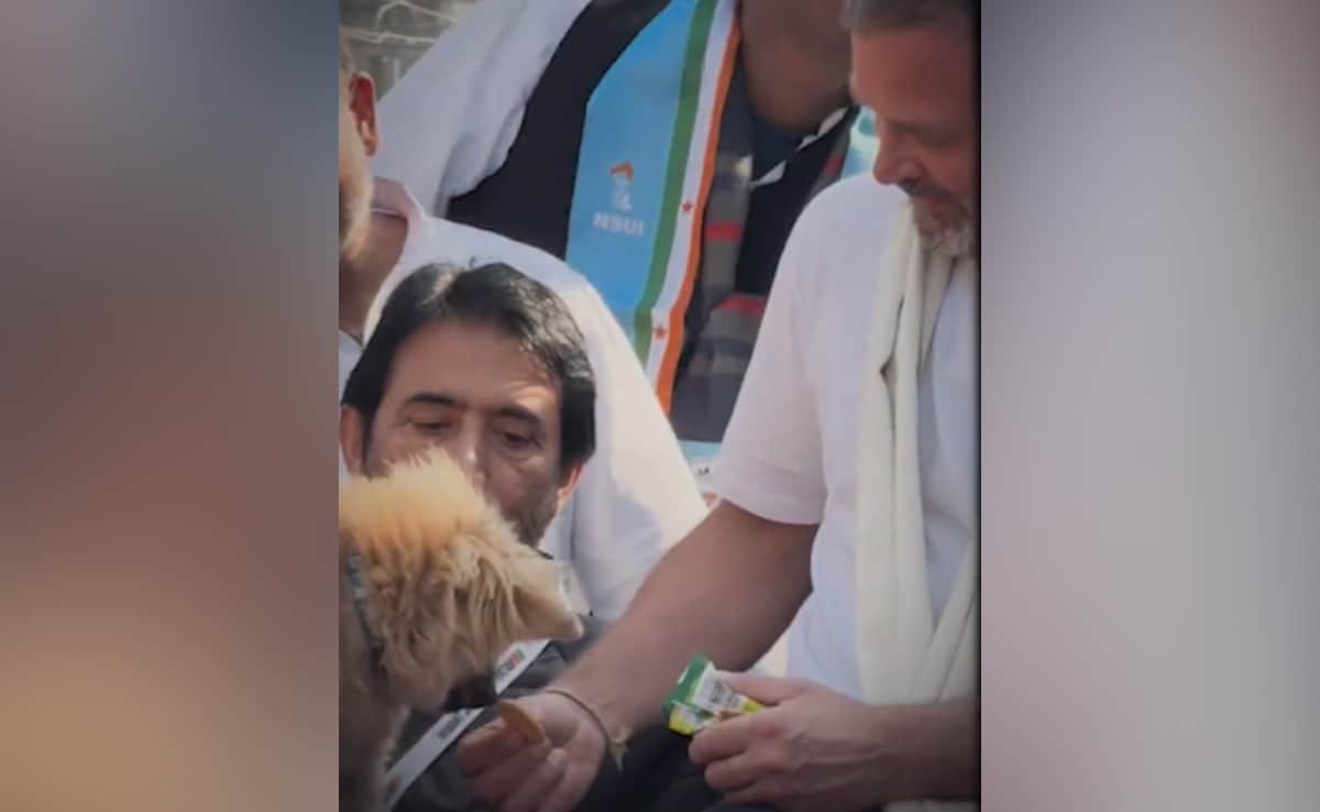 Rahul Gandhi Responds To Viral Puppy Video