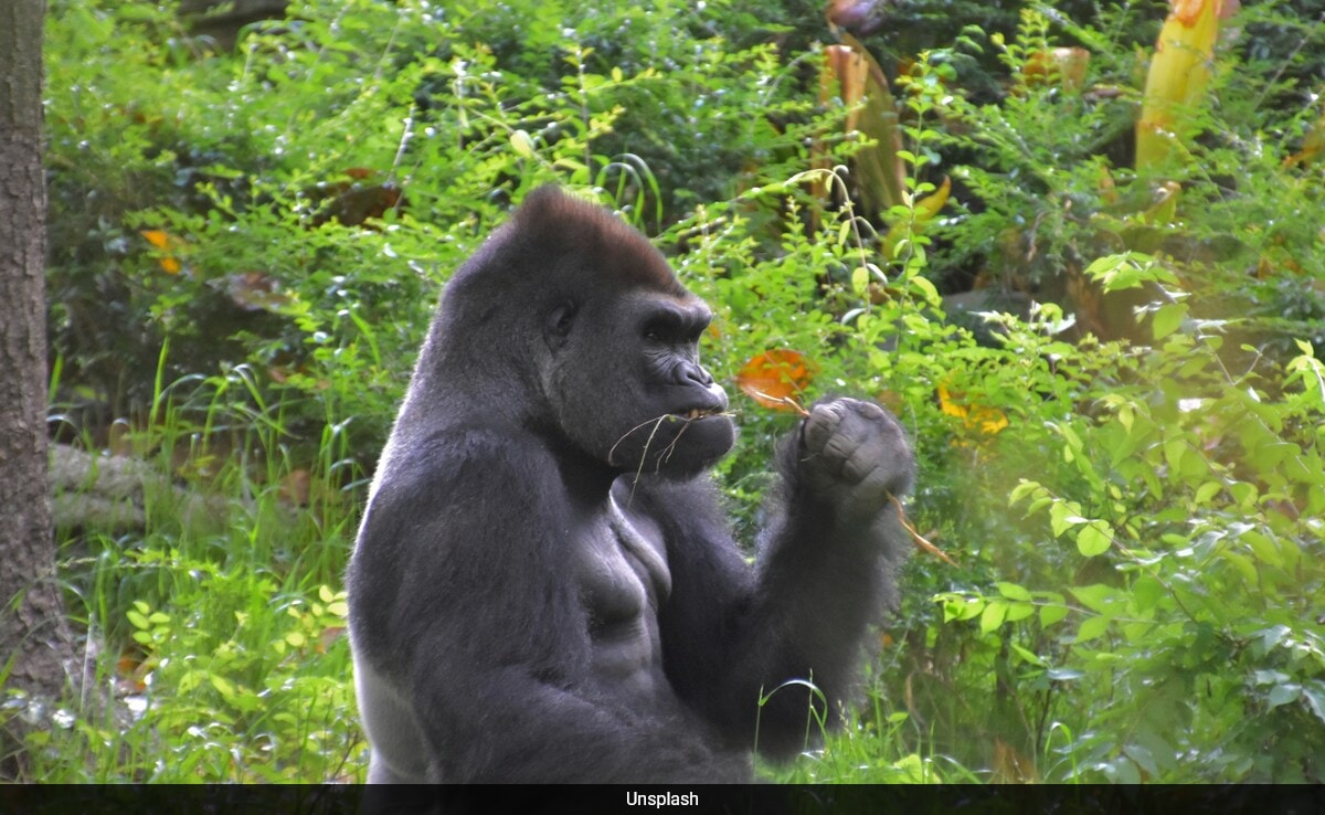 How Gorillas And Traditional Healers May Inspire Breakthroughs in Medicine