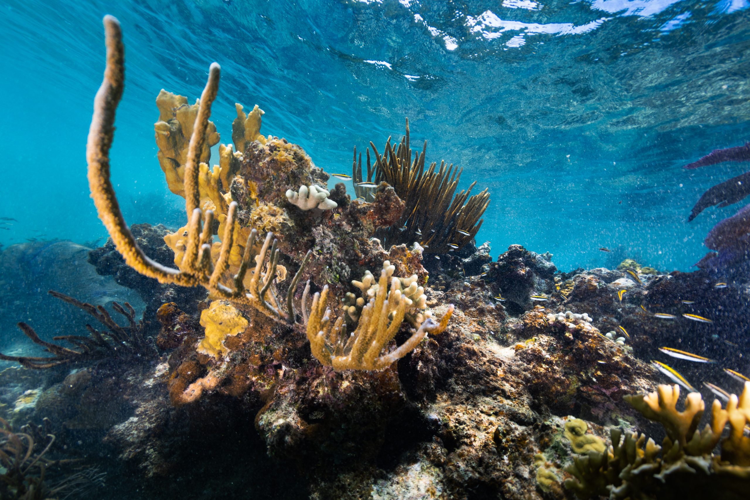 What is a Coral Reef?