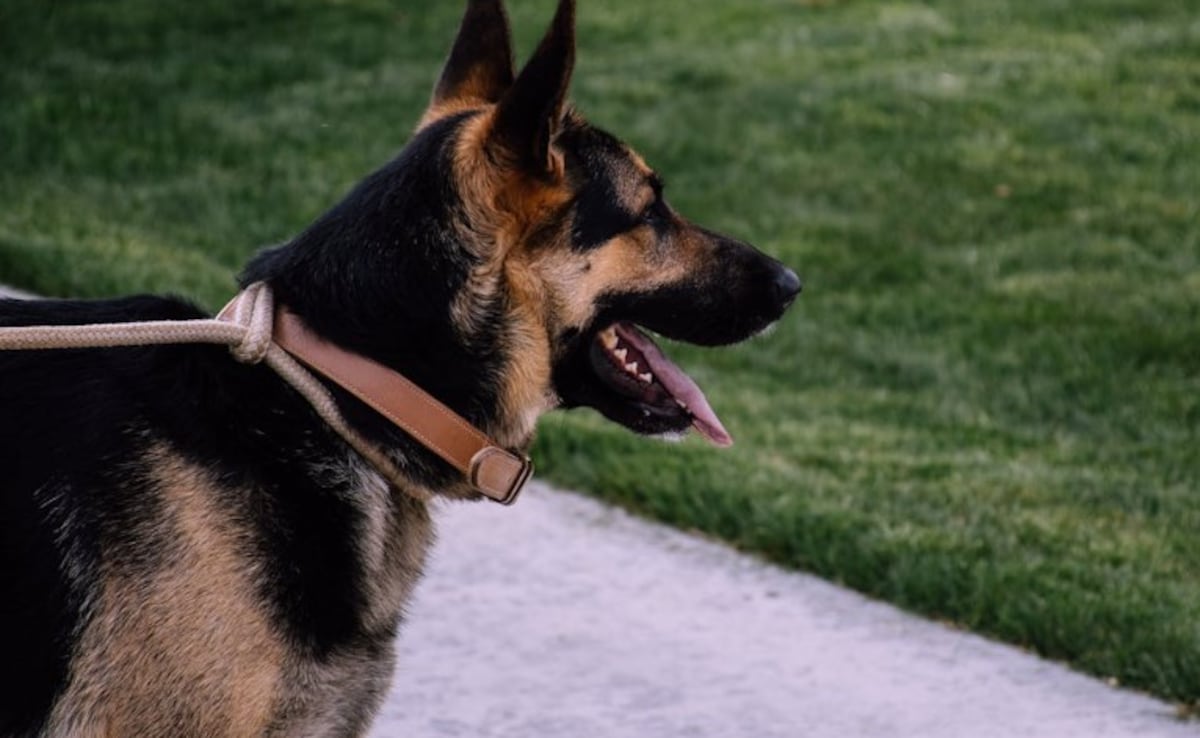 Missing Dog In US Returns Home On Christmas Eve, Shocks Family By Ringing Doorbell