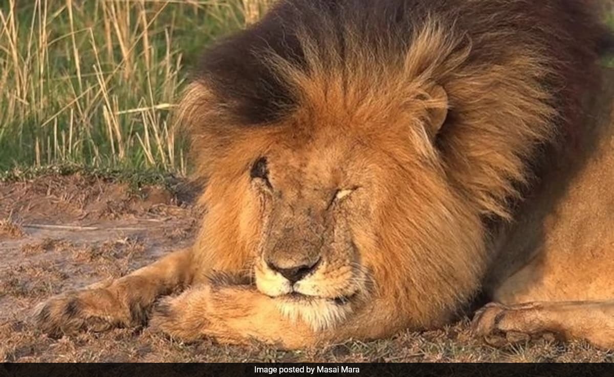 This Legendary Alpha Lion Never Lost A Battle, Drove Crocodiles Out. Meet Scarface