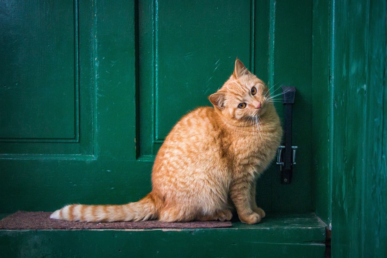 Five animals that symbolise good luck