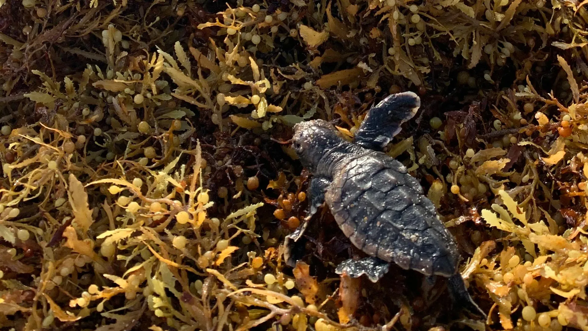Record sargassum piles trap sea turtle hatchlings on Florida beaches