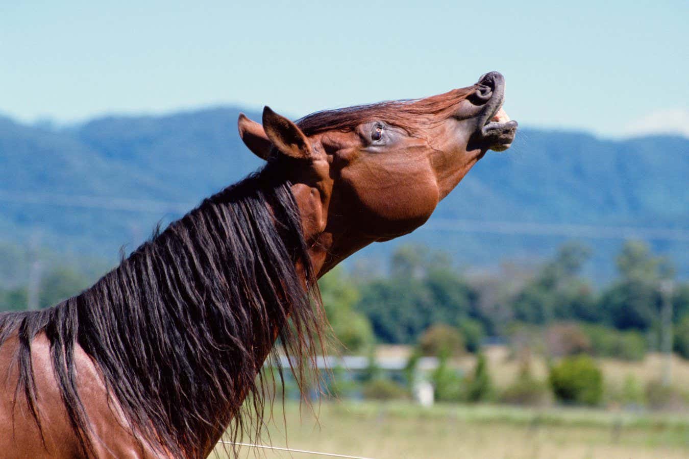 A horse’s whinny is unlike any other sound in nature