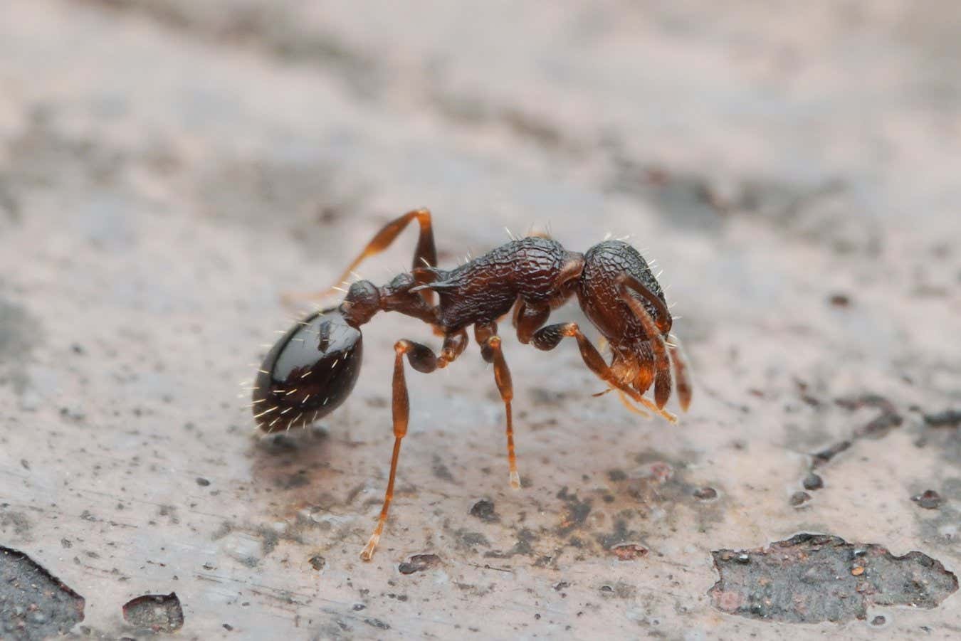 Everyone’s a queen: The ant species with no males or workers