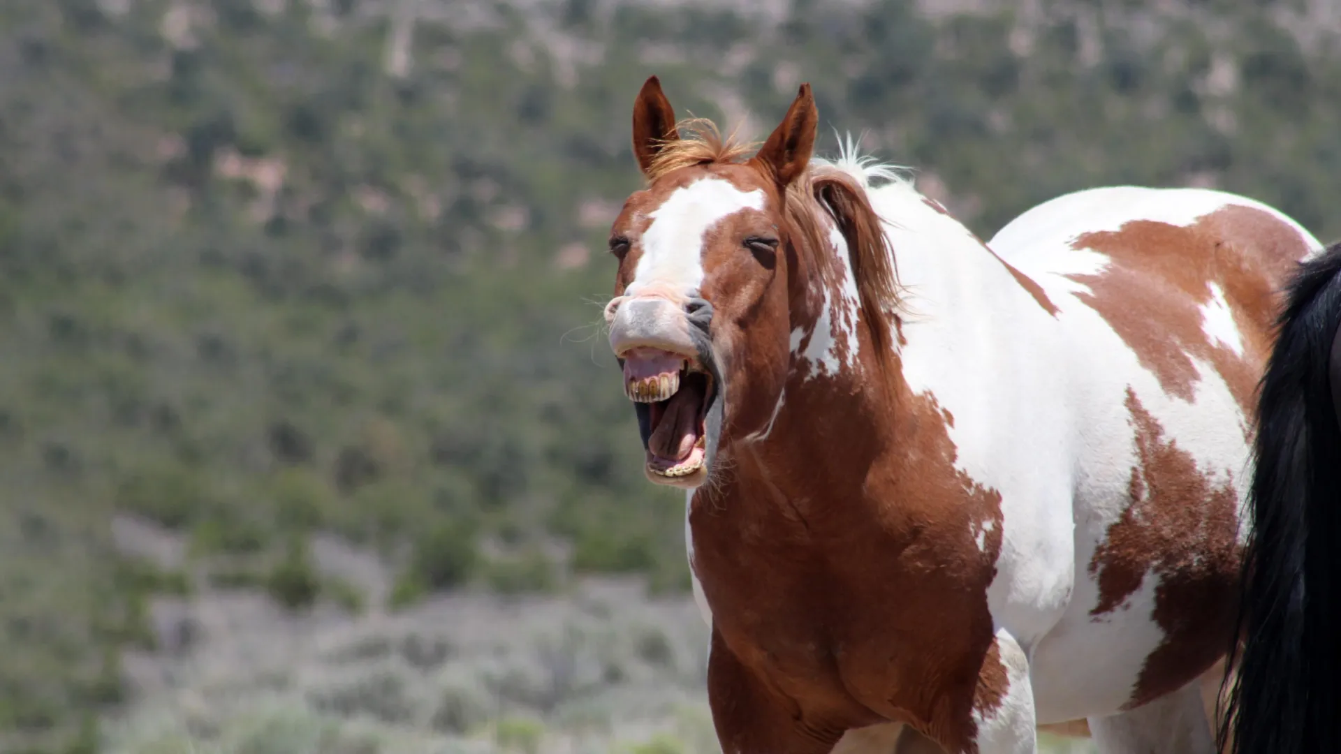 Scientists finally solve the mystery of the horse whinny