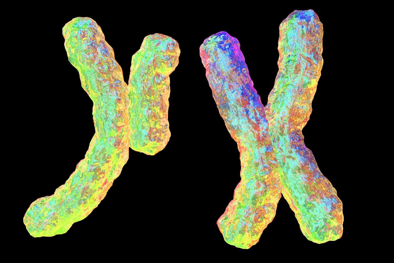 Selfish Y chromosome may explain why some families mostly have sons