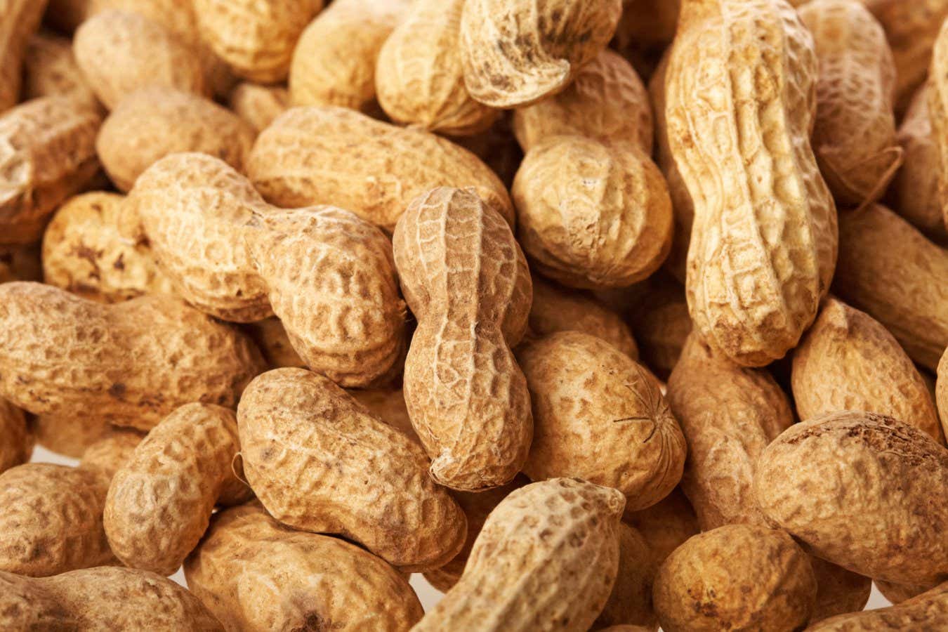 Your microbiome may determine your risk of a severe allergic reaction