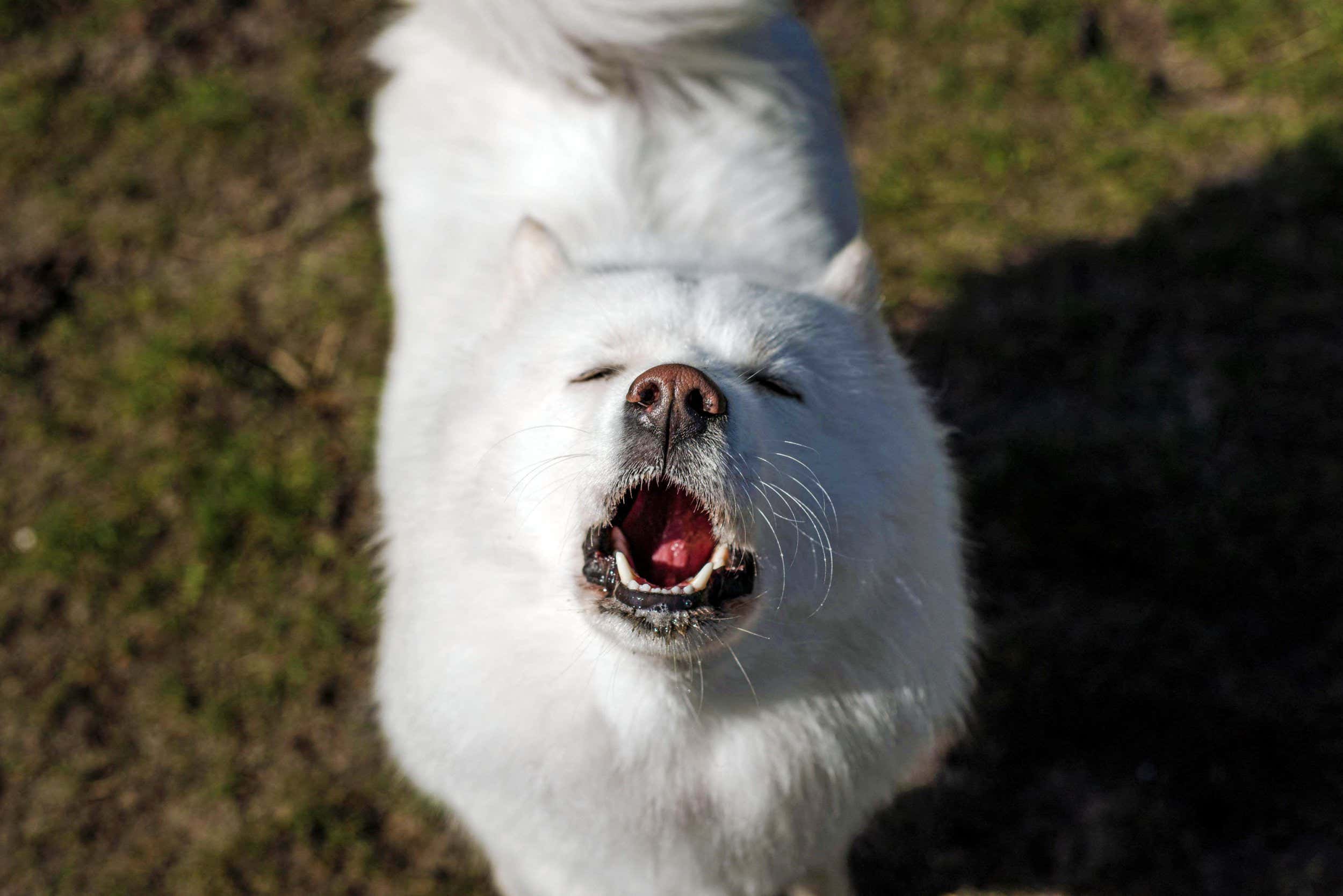 ‘Singing’ dogs may show the evolutionary roots of musicality
