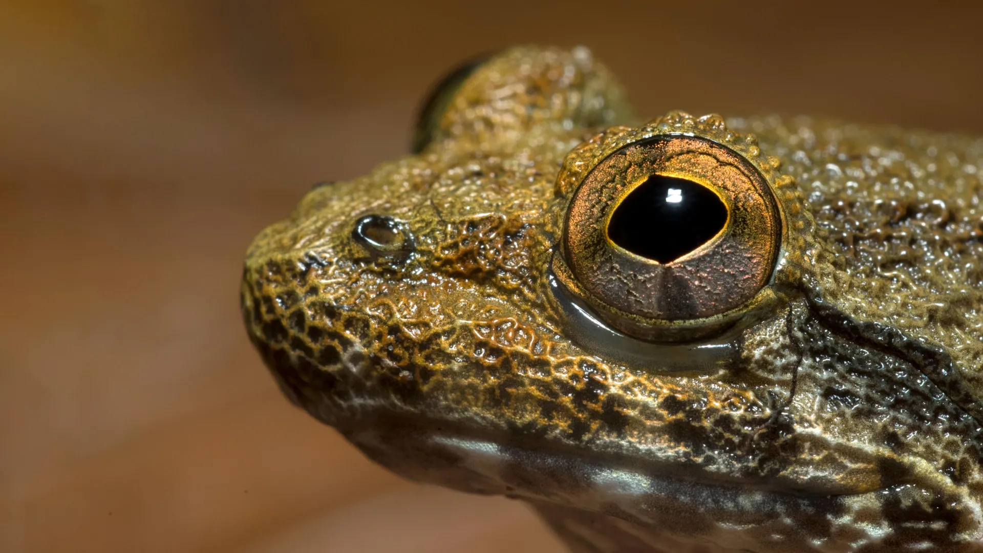 Scientists discover hidden species among Borneo’s “fanged frogs”