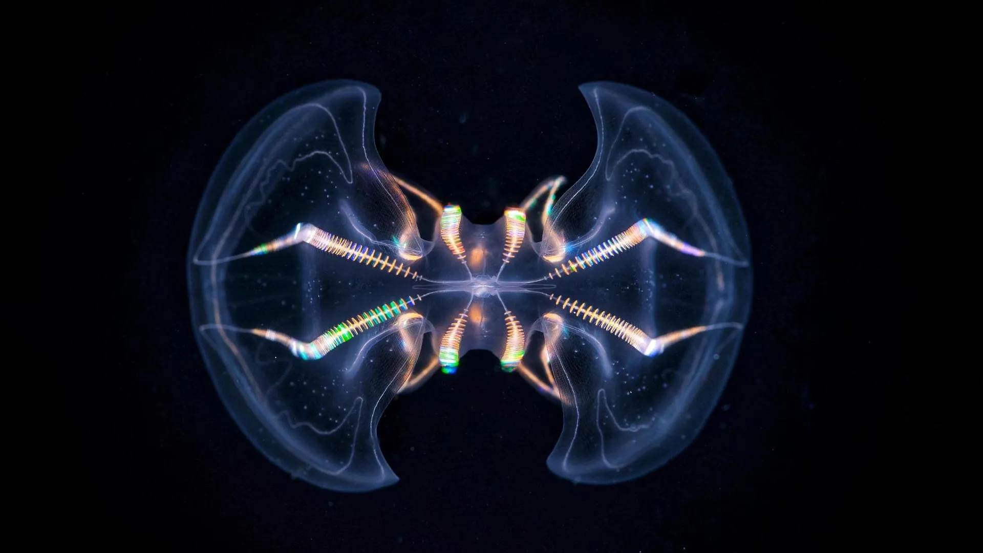 This ancient sea creature may already have had a brain