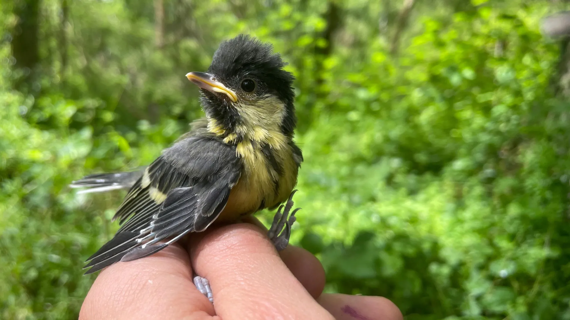 Extreme weather is hitting baby birds hard in a 60-year study