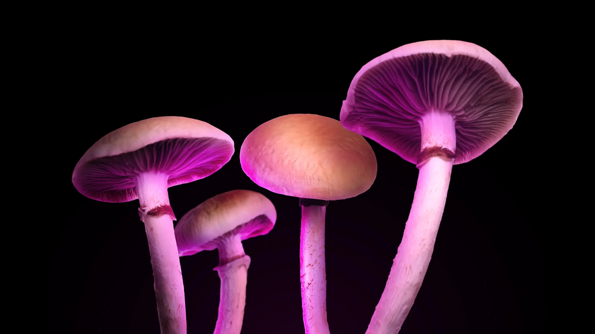 A new “magic mushroom” drug could treat depression without psychedelic hallucinations