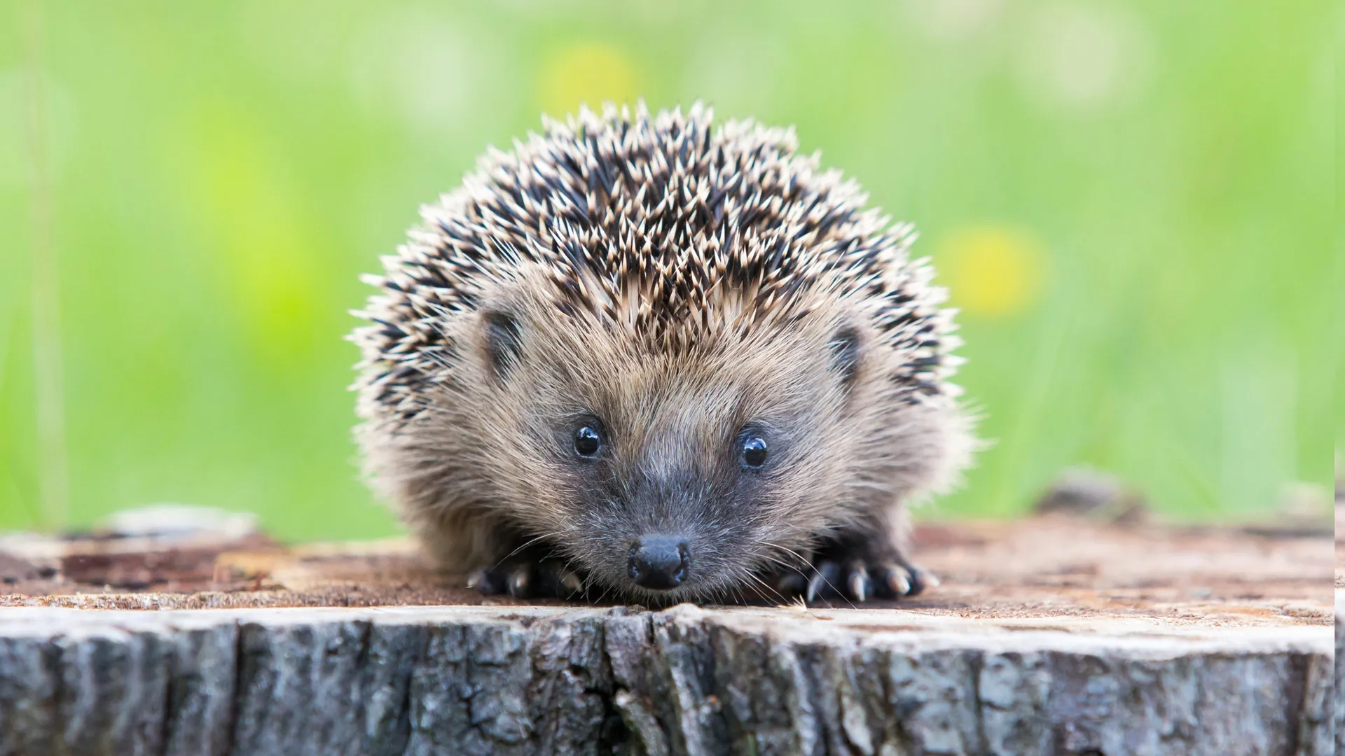 Scientists discover hedgehogs can hear ultrasound and it could save them from cars