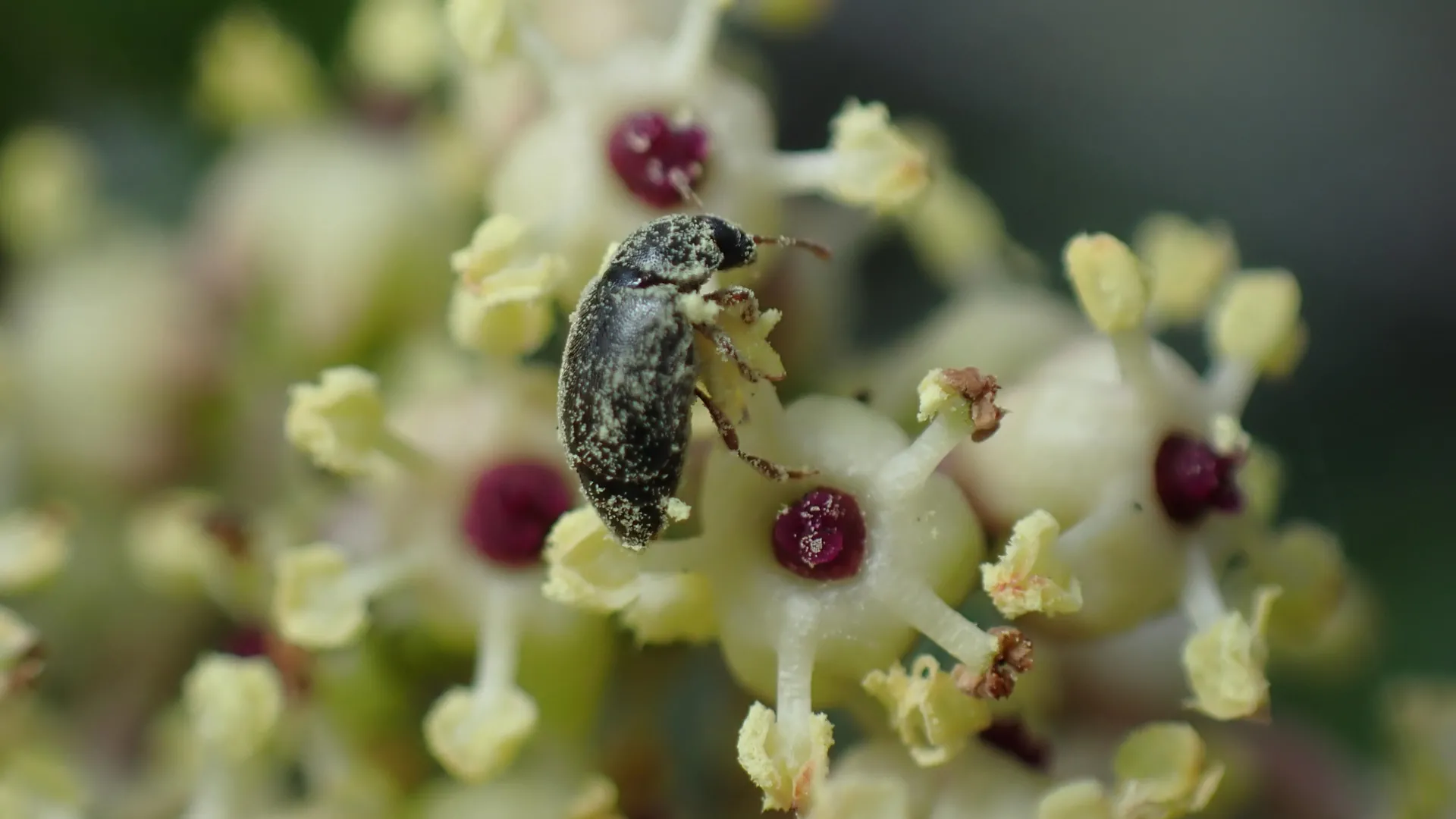 Scientists discovered a secret deal between a plant and beetles