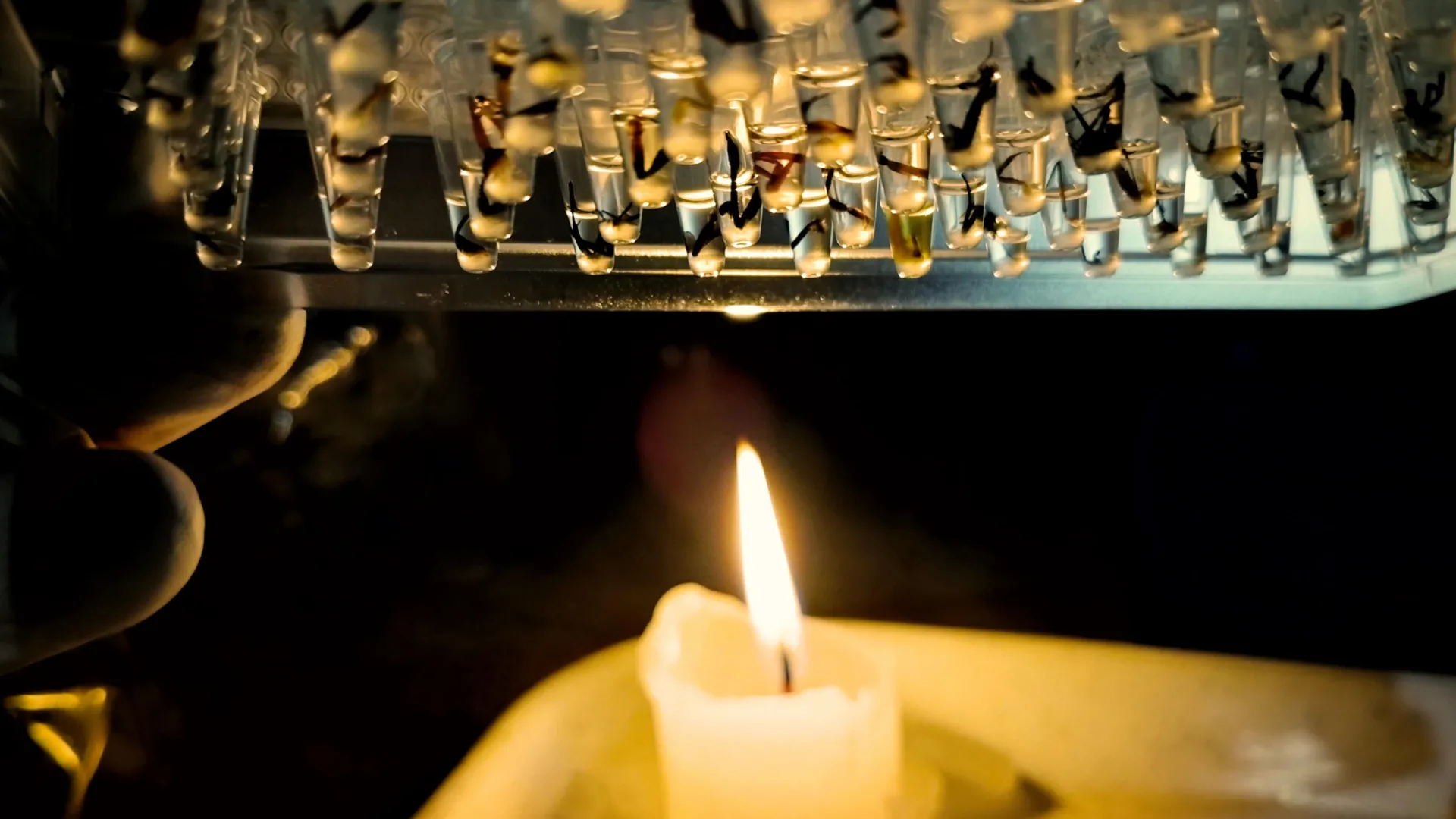 Half of Amazon insects could face dangerous heat stress